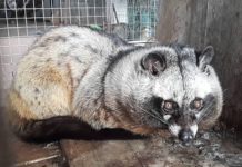 Giá chồn hương giống. Trang trại mua bán chồn hương giống uy tín Giá chồn hương giống. Trang trại mua bán chồn hương giống uy tín