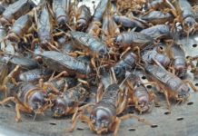 Giá dế mèn giống? Trang trại mua bán dế mèn giống uy tín Giá dế mèn giống. Trang trại mua bán dế mèn giống ở Hà Nội, TPHCM