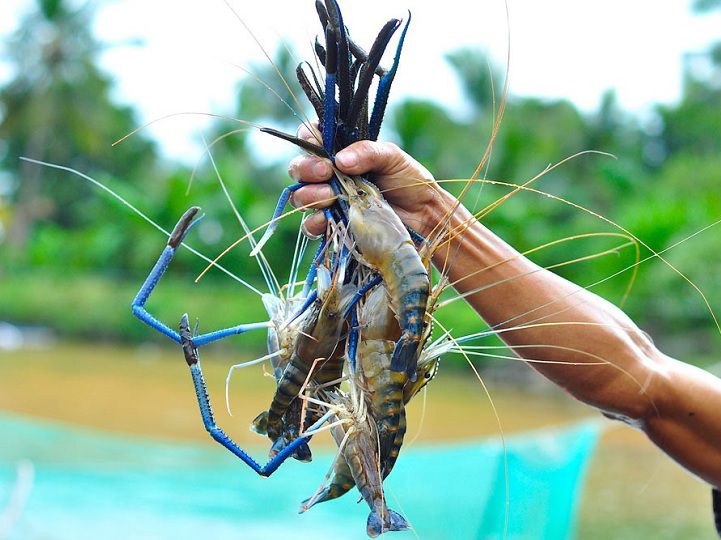 Giá tôm càng xanh giống. Trang trại bán tôm càng xanh giống Bắc, Nam