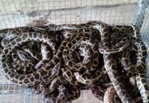 Giá trăn giống. Trang trại mua bán trăn giống uy tín Giá trăn giống. Trang trại mua bán trăn giống uy tín