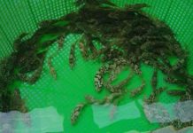 Giá cá mú giống các loại. Trang trại mua bán cá mú giống uy tín Giá cá mú giống các loại. Trang trại mua bán cá mú giống uy tín