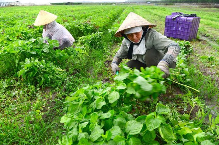 Kinh doanh gì ở nông thôn đang phát triển? Mô hình làm giàu ở nông thôn