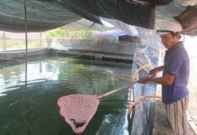 Kỹ thuật nuôi cá chình nước ngọt trong bể xi măng Kỹ thuật nuôi cá chình nước ngọt trong bể xi măng