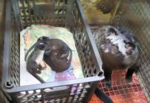 Cách nuôi chồn hương ở miền Bắc. Kỹ thuật nuôi chồn hương sinh sản Cách nuôi chồn hương ở miền Bắc. Kỹ thuật nuôi chồn hương sinh sản