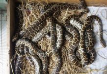 Kỹ thuật nuôi trăn thịt. Kỹ thuật nuôi trăn sinh sản chi tiết Kỹ thuật nuôi trăn thịt. Kỹ thuật nuôi trăn sinh sản chi tiết