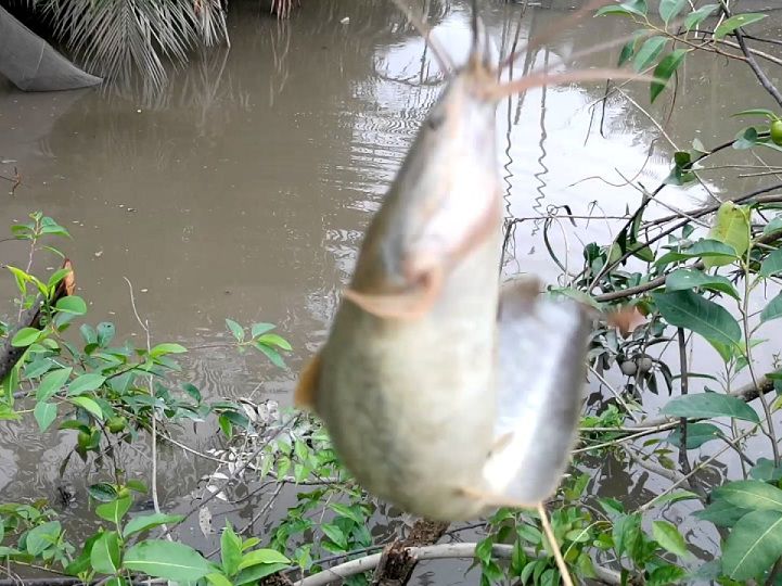 Câu cá trê bằng mồi gì? Cách câu cá trê sông, trê đồng, trê hồ