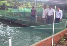 Hướng dẫn kỹ thuật nuôi cá mú trong bể xi măng Kỹ thuật nuôi cá mú trong bể xi măng. Cách xây bể xi măng nuôi cá mú