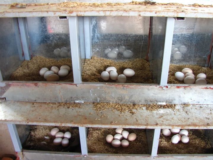 Kỹ thuật nuôi gà đẻ trứng giống. Thức ăn cho gà đẻ trứng giống