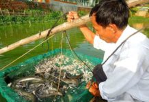 Cá chình ăn gì? Các loại thức ăn tự nhiên và công nghiệp cho cá chình Cá chình ăn gì? Các loại thức ăn tự nhiên và công nghiệp cho cá chình