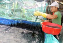 Cá lóc ăn gì? Thức ăn tự nhiên và thức ăn công nghiệp cho cá lóc Cá lóc ăn gì? Thức ăn tự nhiên và thức ăn công nghiệp cho cá lóc