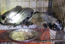 Chồn hương ăn gì? Các loại thức ăn cho chồn hương nuôi nhốt Chồn hương ăn gì? Các loại thức ăn cho chồn hương nuôi nhốt