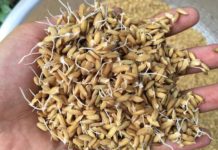 Gà tre ăn gì? Các loại thức ăn tốt nhất cho gà tre Gà tre ăn gì? Các loại thức ăn cho gà tre