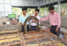 Trăn ăn gì? Các loại thức ăn nuôi trăn? Cách cho trăn ăn Trăn ăn gì? Các loại thức ăn nuôi trăn? Cách cho trăn ăn