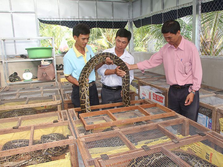 Kỹ thuật nuôi trăn thịt. Kỹ thuật nuôi trăn sinh sản chi tiết