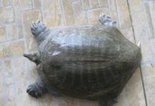 Mua ba ba giống ở đâu? Trang trại bán ba ba giống miền Bắc và Nam Mua ba ba giống ở đâu? Trang trại bán ba ba giống miền Bắc và Nam