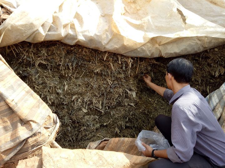 Cách ủ cây ngô cho bò ăn. Kỹ thuật ủ chua thân cây ngô cho trâu bò ăn