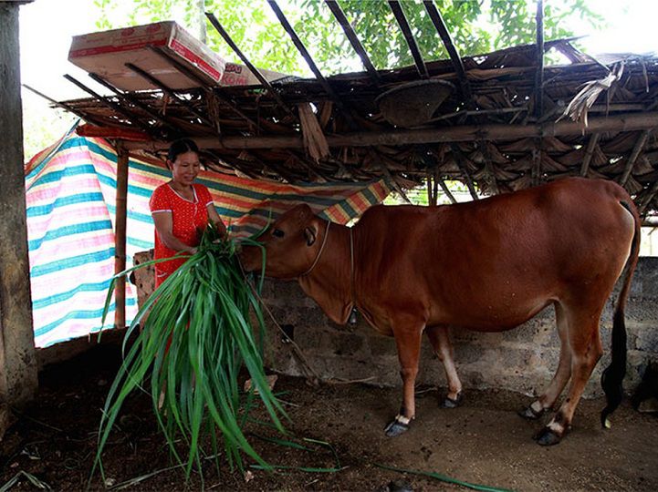 Các dấu hiệu nhận biết bò mang thai. Cách chăm sóc bò khi mang thai