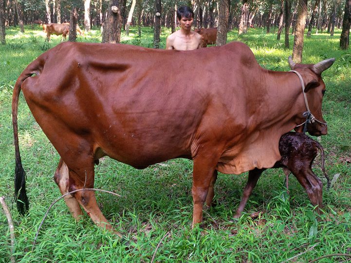 Các dấu hiệu nhận biết bò mang thai. Cách chăm sóc bò khi mang thai