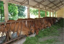 Giá bán bò lai sind giống. Trang trại bán bò lai sind giống uy tín Giá bán bò lai sind giống. Trang trại bán bò lai sind giống giá rẻ uy tín