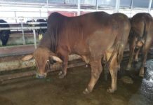 Bò giống 3b giá bao nhiêu? Trang trại bán bò 3b giống uy tín Giá bò 3B giống. Mua bò 3B ở đâu? Trang trại bán bò 3B giống uy tín