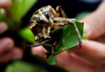 Giá cà cuống giống. Trang trại bán cà cuống giống uy tín Giá cà cuống giống. Trang trại mua bán cà cuống giống giá rẻ, uy tín