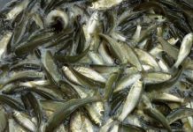 Giá cá trắm đen, cá trắm cỏ giống. Trang trại bán cá trắm giống uy tín Giá cá trắm cỏ, cá trắm đen giống. Trang trại mua bán cá trắm giống uy tín