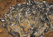 Giá cá trê giống. Trang trại bán cá trê giống miền Bắc và miền Nam Giá cá trê giống. Trang trại bán cá trê giống miền Bắc và miền Nam