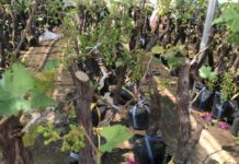 Giá cây nho giống các loại. Bán cây nho giống ở Hà Nội, TPHCM Giá cây nho giống các loại. Mua bán cây nho giống ở Hà Nội, TPHCM