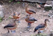 Giá chim le le giống. Địa chỉ bán chim le le giống uy tín Giá chim le le giống, thịt. Trang trại bán chim le le giống miền Bắc - Nam