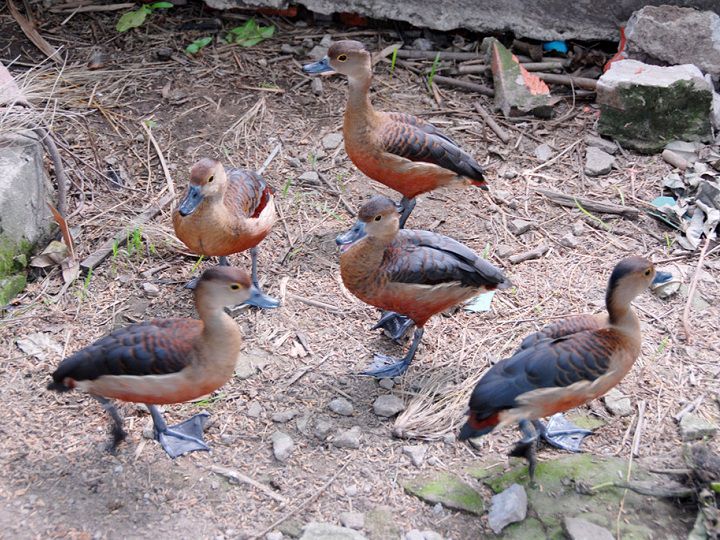 giá chim le le giống, thịt. trang trại bán chim le le giống miền bắc - nam