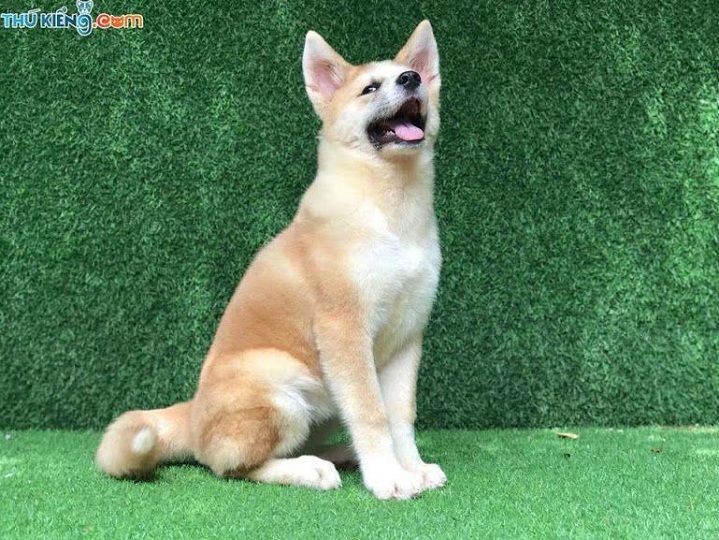 Giá chó Akita Inu. Mua chó Akita ở đâu? Bán chó Akita Hà Nội, TPHCM