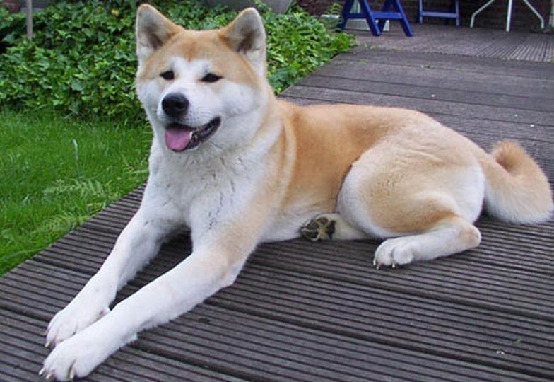 Giá chó Akita Inu. Mua chó Akita ở đâu? Bán chó Akita Hà Nội, TPHCM