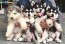 Chó Alaska giá bao nhiêu? Mua chó Alaska ở đâu uy tín nhất? Giá chó Alaska. Mua chó Alaska ở đâu? Nơi bán chó Alaska uy tín nhất