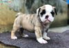 Giá chó Bull Anh thuần chủng. Địa chỉ bán chó Bulldog uy tín nhất Giá chó Bulldog Anh. Mua chó Bull Anh ở đâu? Bán chó Bull Anh giá rẻ