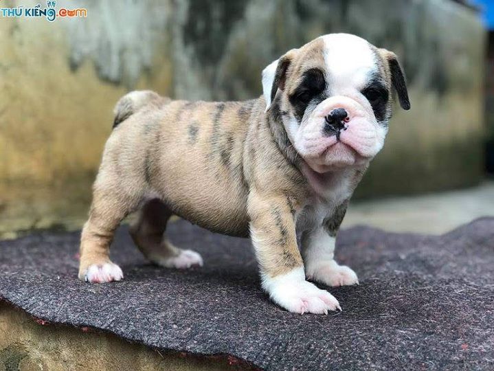 Giá chó Bulldog Anh. Mua chó Bull Anh ở đâu? Bán chó Bull Anh giá rẻ