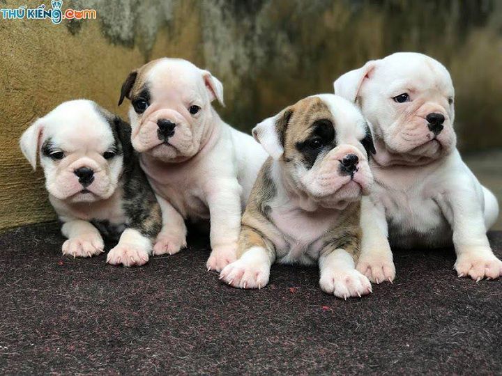 Giá chó Bulldog Anh. Mua chó Bull Anh ở đâu? Bán chó Bull Anh giá rẻ