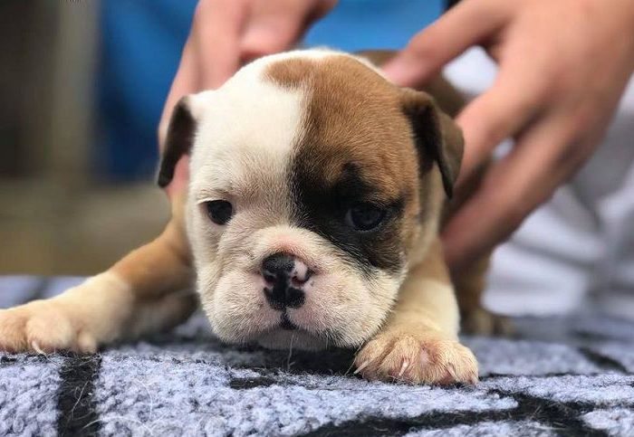 Giá chó Bulldog Anh. Mua chó Bull Anh ở đâu? Bán chó Bull Anh giá rẻ