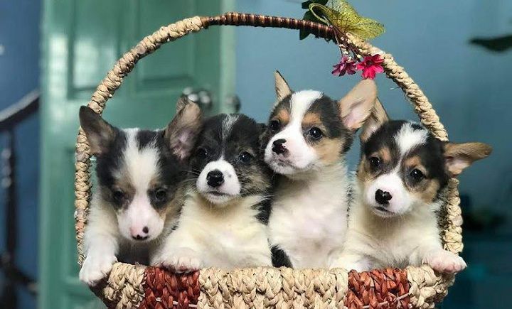 Giá chó Corgi. Mua chó Corgi ở đâu? Bán chó Corgi tại Hà Nội, TPHCM