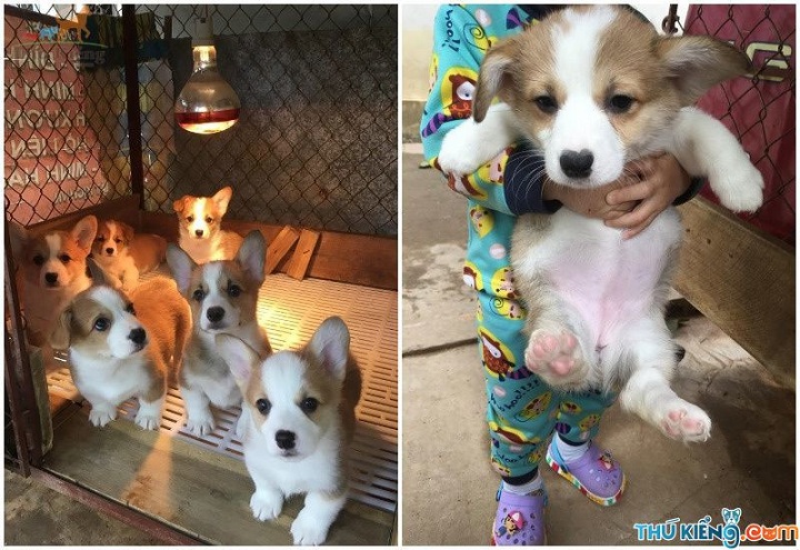 Giá chó Corgi. Mua chó Corgi ở đâu? Bán chó Corgi tại Hà Nội, TPHCM