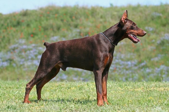 Giá chó Doberman. Mua chó Doberman ở đâu? Bán chó Doberman giá rẻ