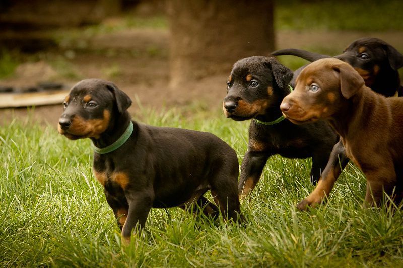 Giá chó Doberman. Mua chó Doberman ở đâu? Bán chó Doberman giá rẻ