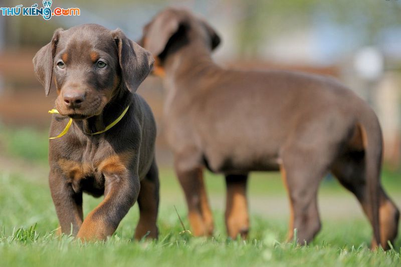 Giá chó Doberman. Mua chó Doberman ở đâu? Bán chó Doberman giá rẻ