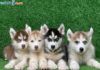 Mua chó Husky giá bao nhiêu? Địa chỉ bán chó Husky uy tín nhất hiện nay Giá chó Husky. Mua chó Husky ở đâu? Bán chó Husky ở Hà Nội, TPHCM