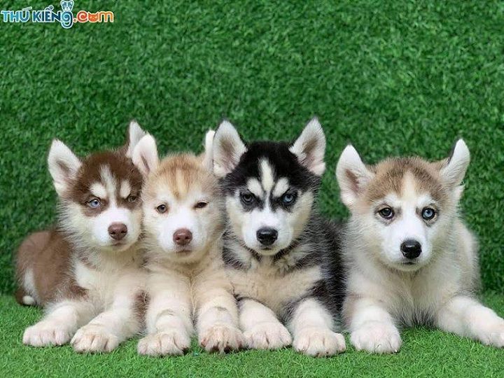 Giá chó Husky. Mua chó Husky ở đâu? Bán chó Husky ở Hà Nội, TPHCM