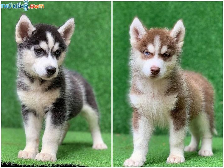 Giá chó Husky. Mua chó Husky ở đâu? Bán chó Husky ở Hà Nội, TPHCM