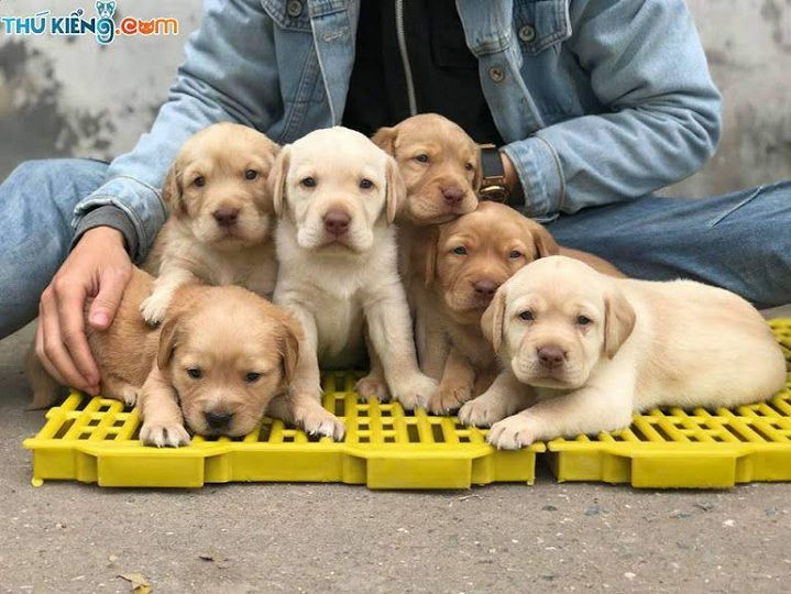 Giá chó Labrador. Mua chó Labrador ở đâu? Bán chó Labrador giá rẻ