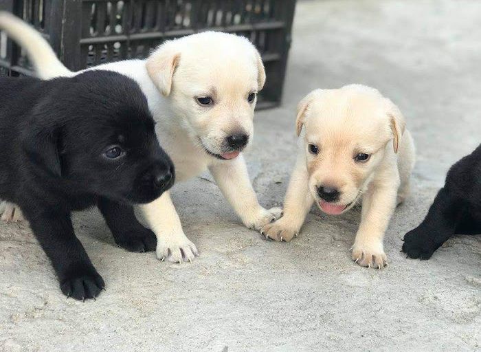 Giá chó Labrador. Mua chó Labrador ở đâu? Bán chó Labrador giá rẻ