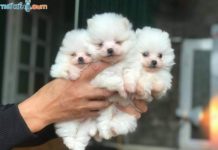 Giá chó Phốc Sóc thuần chủng. Địa chỉ bán chó Phốc Sóc uy tín nhất Giá chó Phốc Sóc. Mua chó Phốc Sóc ở đâu? Bán chó Phốc Sóc giá rẻ