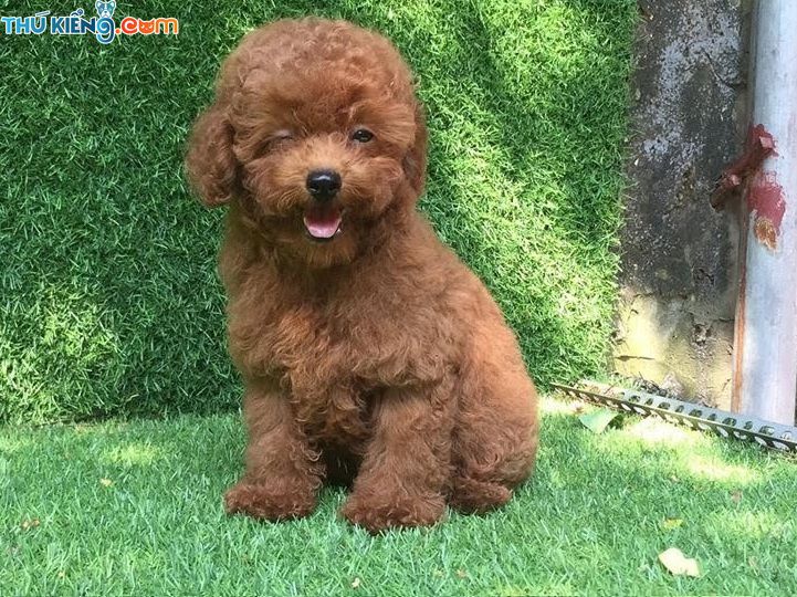 Giá chó Poodle. Mua chó Poodle ở đâu? Bán chó Poodle Hà Nội, TPHCM