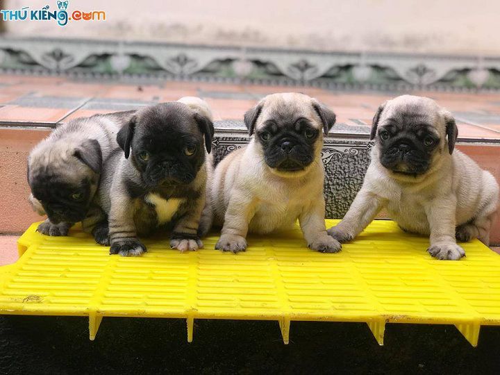 Giá chó Pug mặt xệ. Mua chó Pug ở đâu? Bán chó Pug ở Hà Nội, TPHCM